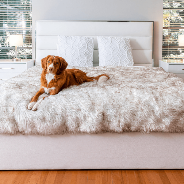 PupProtector? Waterproof Throw Blanket - White with Brown Accents - Image 11