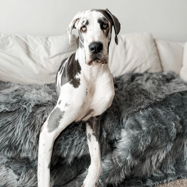 PupProtector? Waterproof Throw Blanket - Charcoal Grey - Image 10