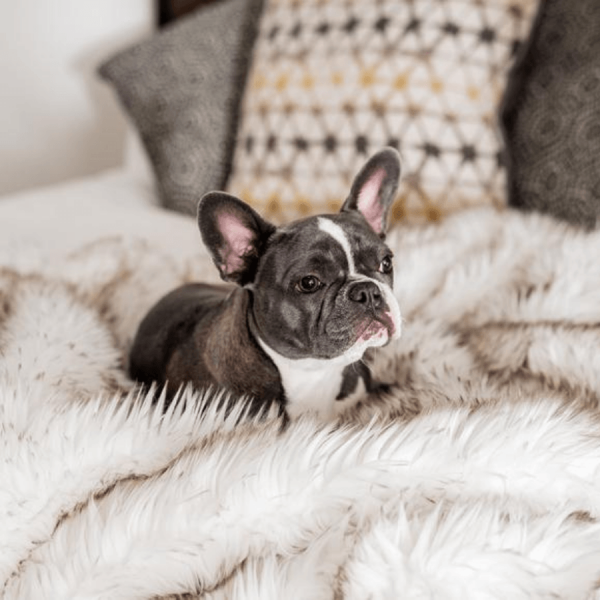 PupProtector? Waterproof Throw Blanket - White with Brown Accents - Image 16