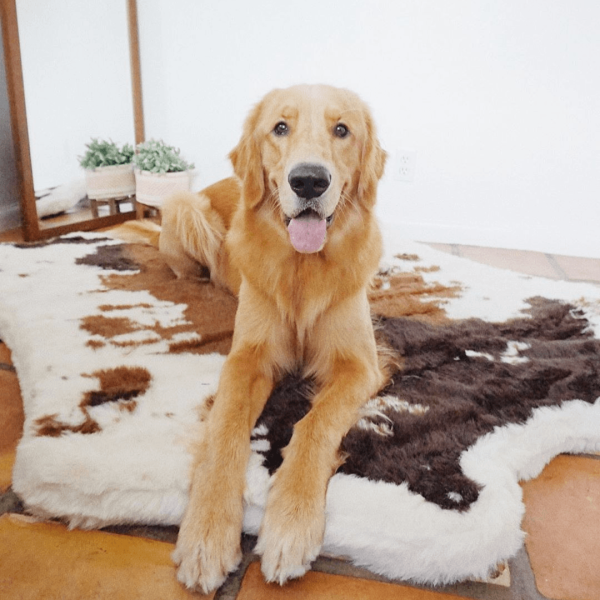 PupRug? Animal Print Memory Foam Dog Bed - Brown Faux Cowhide - Image 10