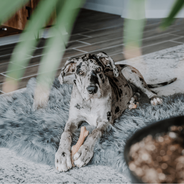 PupRug by Paw.com? Faux Fur Orthopedic Dog Bed - Curve Charcoal Grey - Image 14