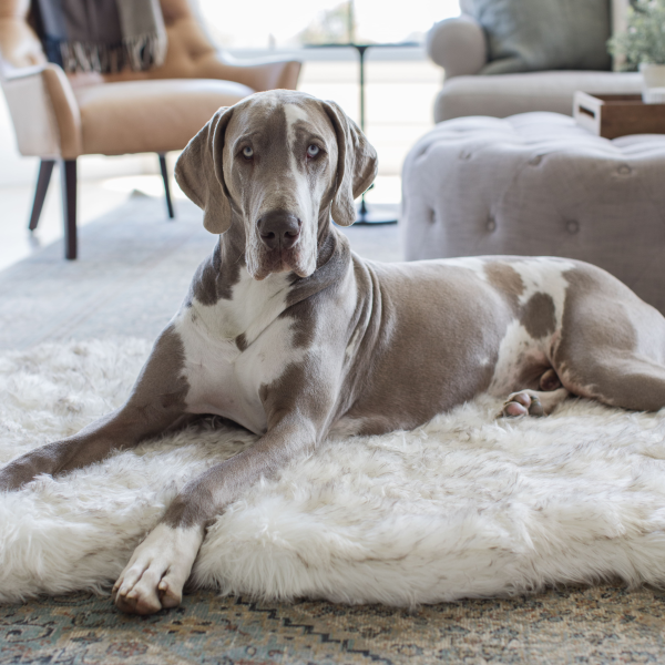 PupRug by Paw.com? Faux Fur Orthopedic Dog Bed - Curve White with Brown Accents - Image 10